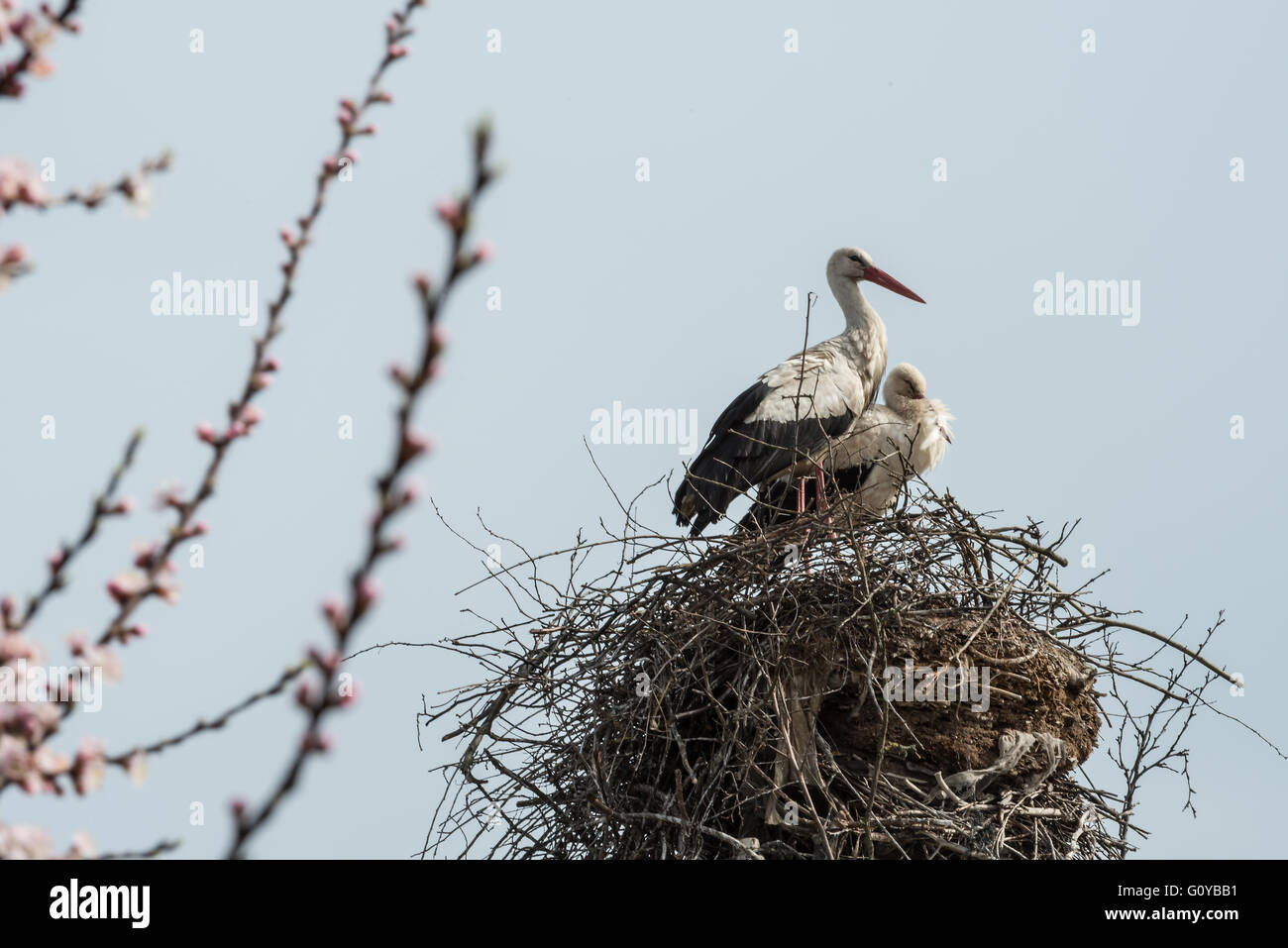 Störche im Nest. Stockfoto