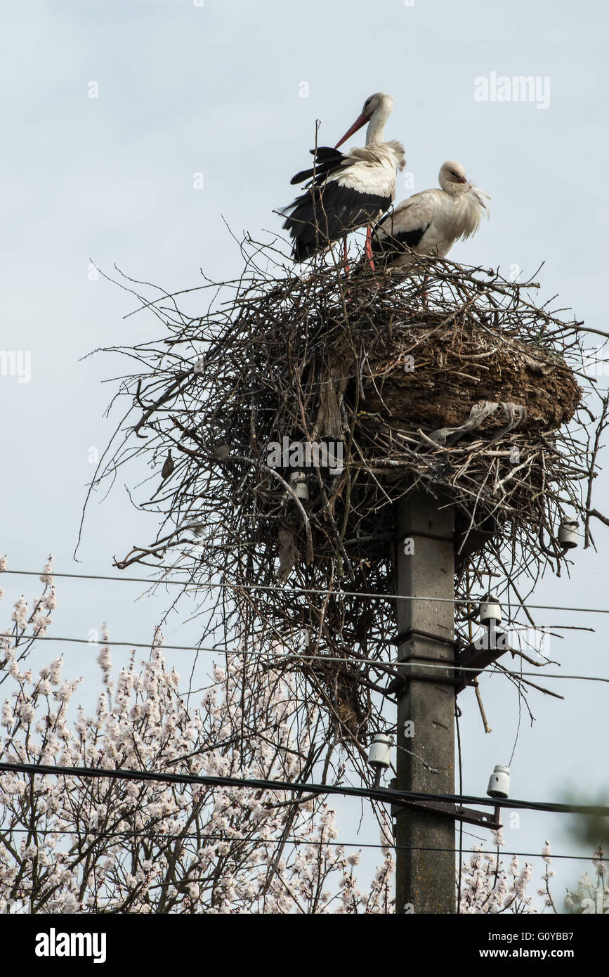 Störche im Nest. Stockfoto