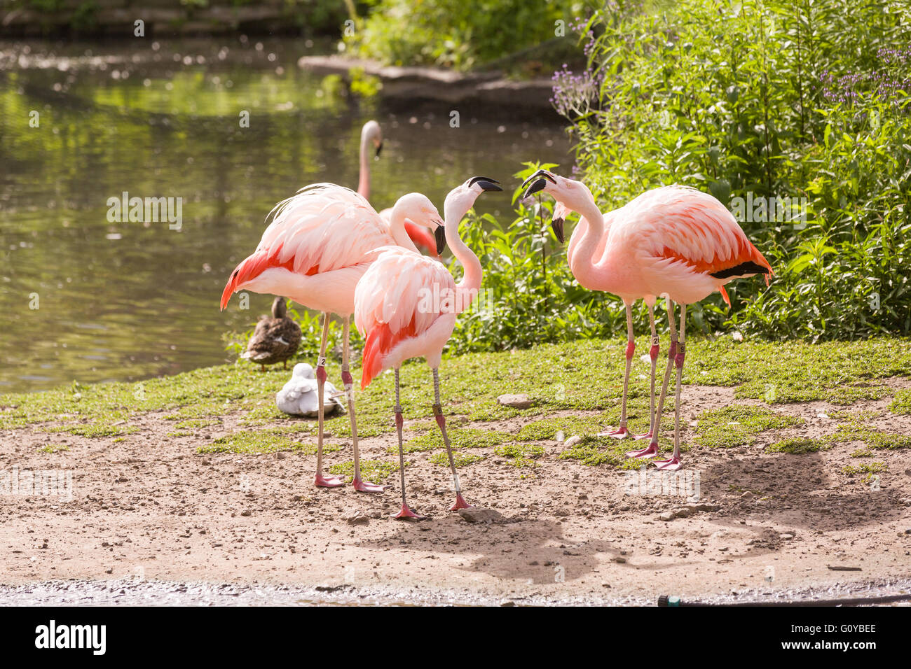 Flamingos im Lincoln Park Zoo an einem Sommertag in Chicago, Illinois, USA Stockfoto