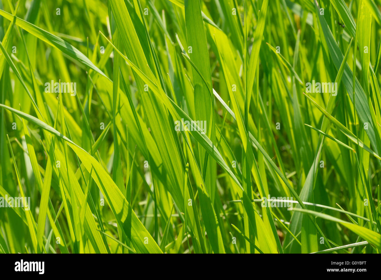 Klingen aus frischen Rasen Nahaufnahme im Frühling Stockfoto