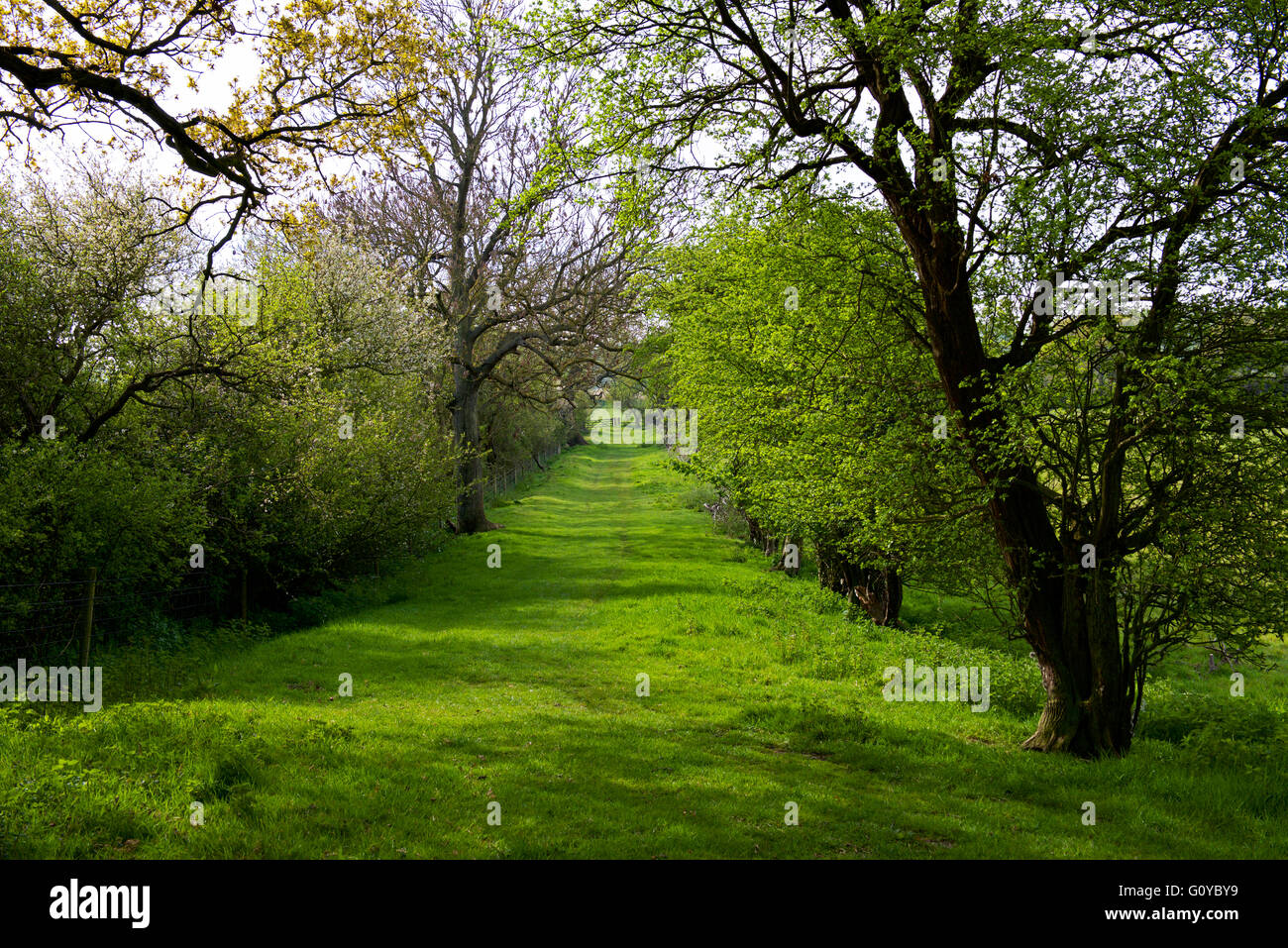 Green Lane in der Nähe von Flatford, Essex, England UK Stockfoto