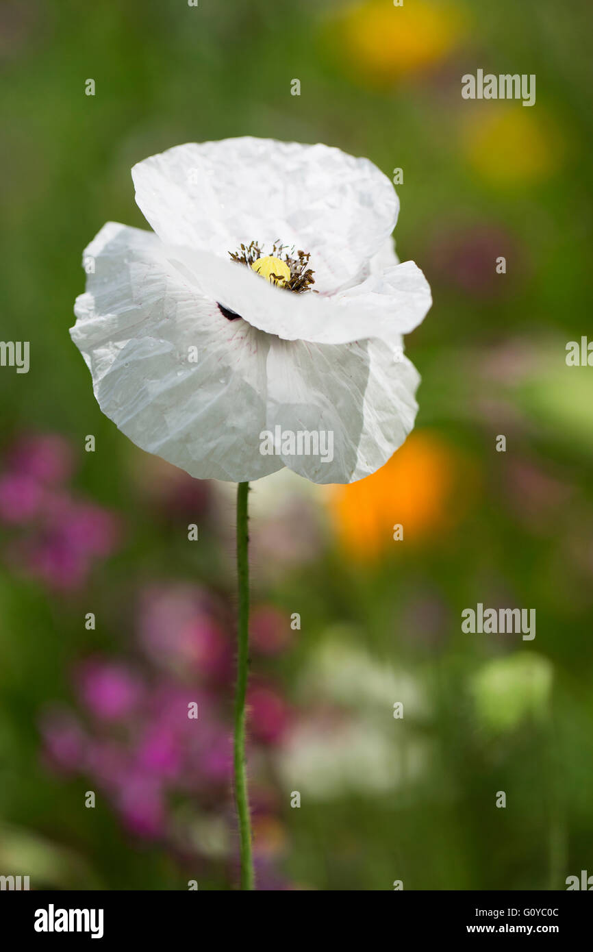 Mohnblume, Feld Mohn, Papaver, Papaver Rhoeas "Mother of Pearl", Geschäftsbericht, Schönheit in der Natur, Farbe, Contemporary, Mais, Mohn, Cottage Gartenpflanze, Creative, Delicate, Blume, Sommer blühend, frosthart, Growing, Outdoor, Pflanze, Stamen, weiß, Stockfoto