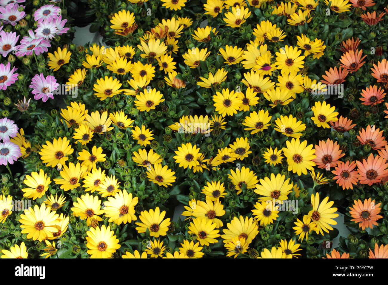 gelbe Blumen-Livingstone Gänseblümchen Stockfoto