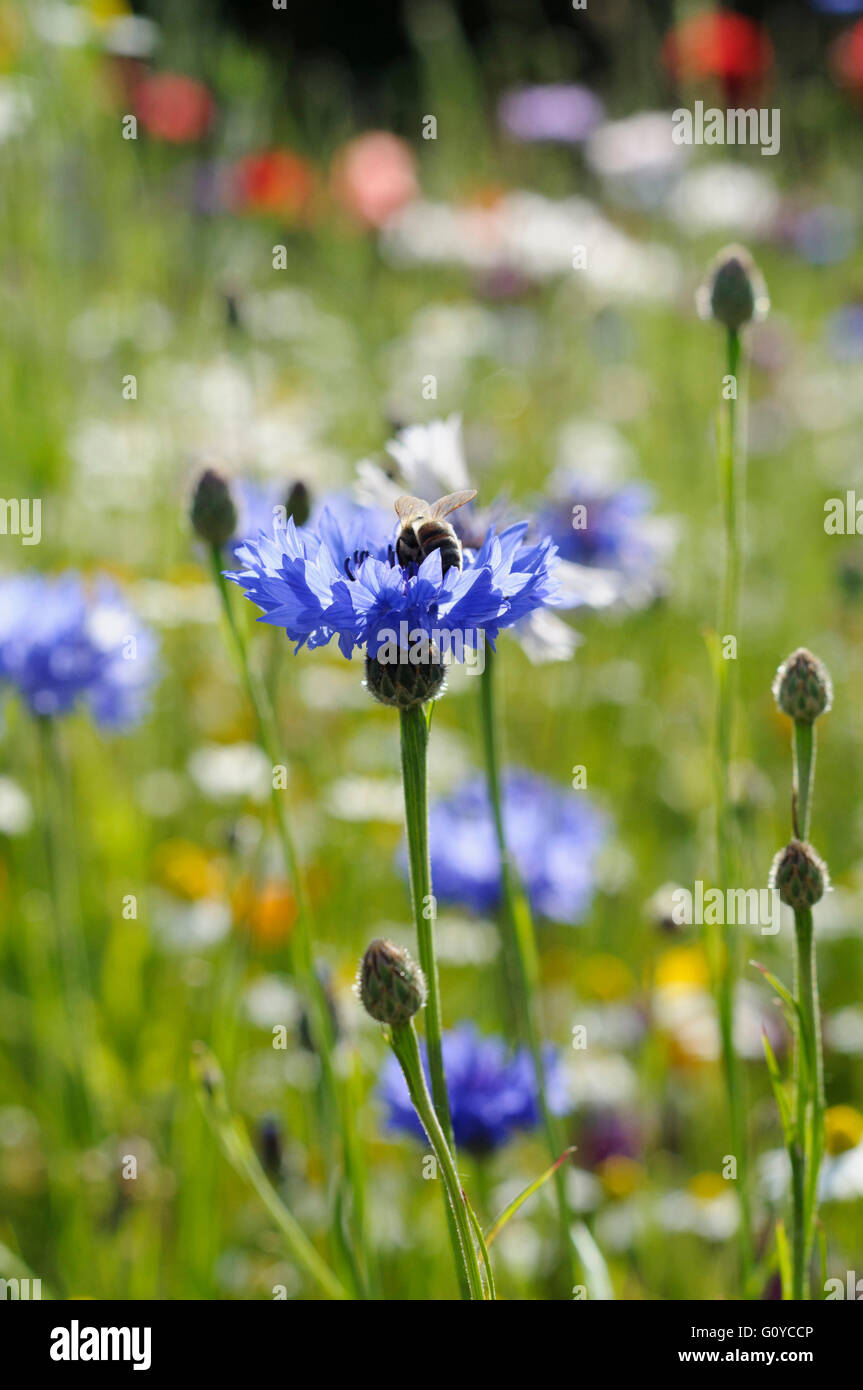 Kornblume, Centaurea, Centaurea Cyanus, jährliche, Bachelor's Button Korb Blume, Schönheit in Natur, Zusammenarbeit, Boutonniere Blume, Farbe, Kornblume, Cottage Gartenpflanze, kulinarische verwendet, essbar, Estland Nationalblume, Blume, Sommer blühen, frosthart, Deutschland Nationalblume, Growing, Kraut, Hurtsickle, medizinisch verwendet, Natur, indigenen Nordamerika, Nordeuropa indigene, Outdoor, Pflanzen, wilde Blume, blau, Stockfoto