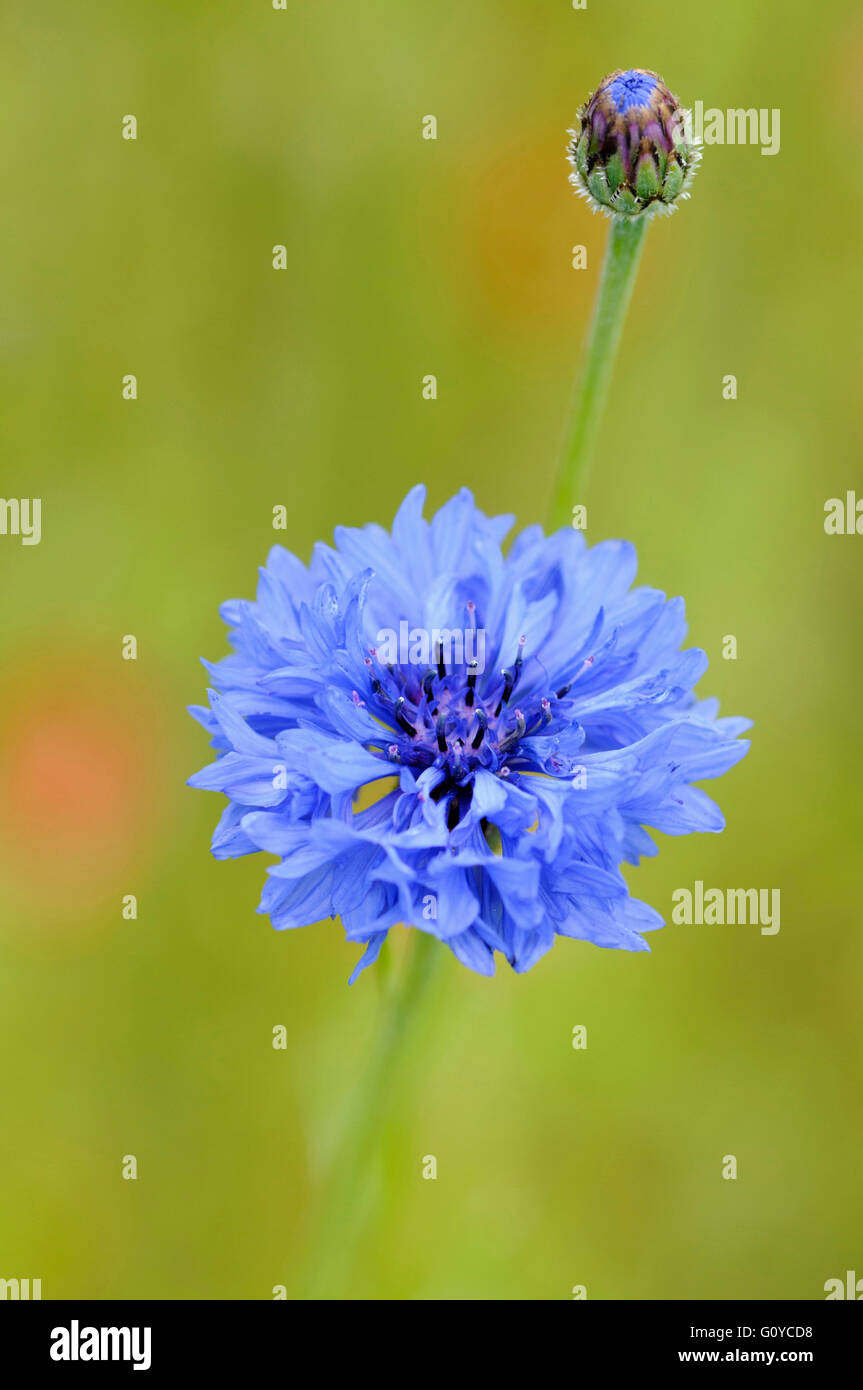 Kornblume, Centaurea, Centaurea Cyanus, Geschäftsbericht, Schaltfläche "Bachelor's", Korb Blume, Schönheit in Zusammenarbeit, Boutonniere Blume, Farbe, Natur, Kornblume, Cottage Gartenpflanze, kreativ, kulinarisch verwendet, essbar, Estland Nationalblume, Blume, Sommer blühend, frosthart, Deutschland Nationalblume, Growing, Kraut, Hurtsickle, medizinisch verwendet, Natur, indigenen Nordamerika, Nordeuropa indigene, Outdoor, Pflanze, Stamen, lebendige Farben, wilde Blume, blau, grün, Stockfoto