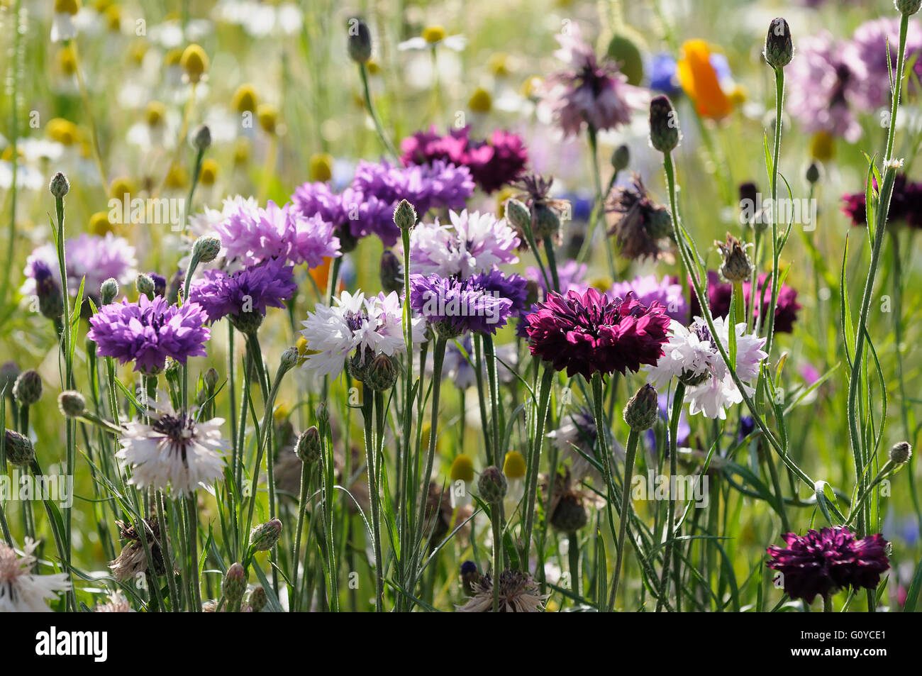 Kornblume Rosa Centaurea Centaurea Cyanus Sorte Geschaftsbericht Naturliche Schonheit Farbe Cottage Gartenpflanze Kulinarische Verwendet Essbar Blume Sommer Blute Frosthart Growing Krauter Natur Outdoor Pflanze Mischfarben