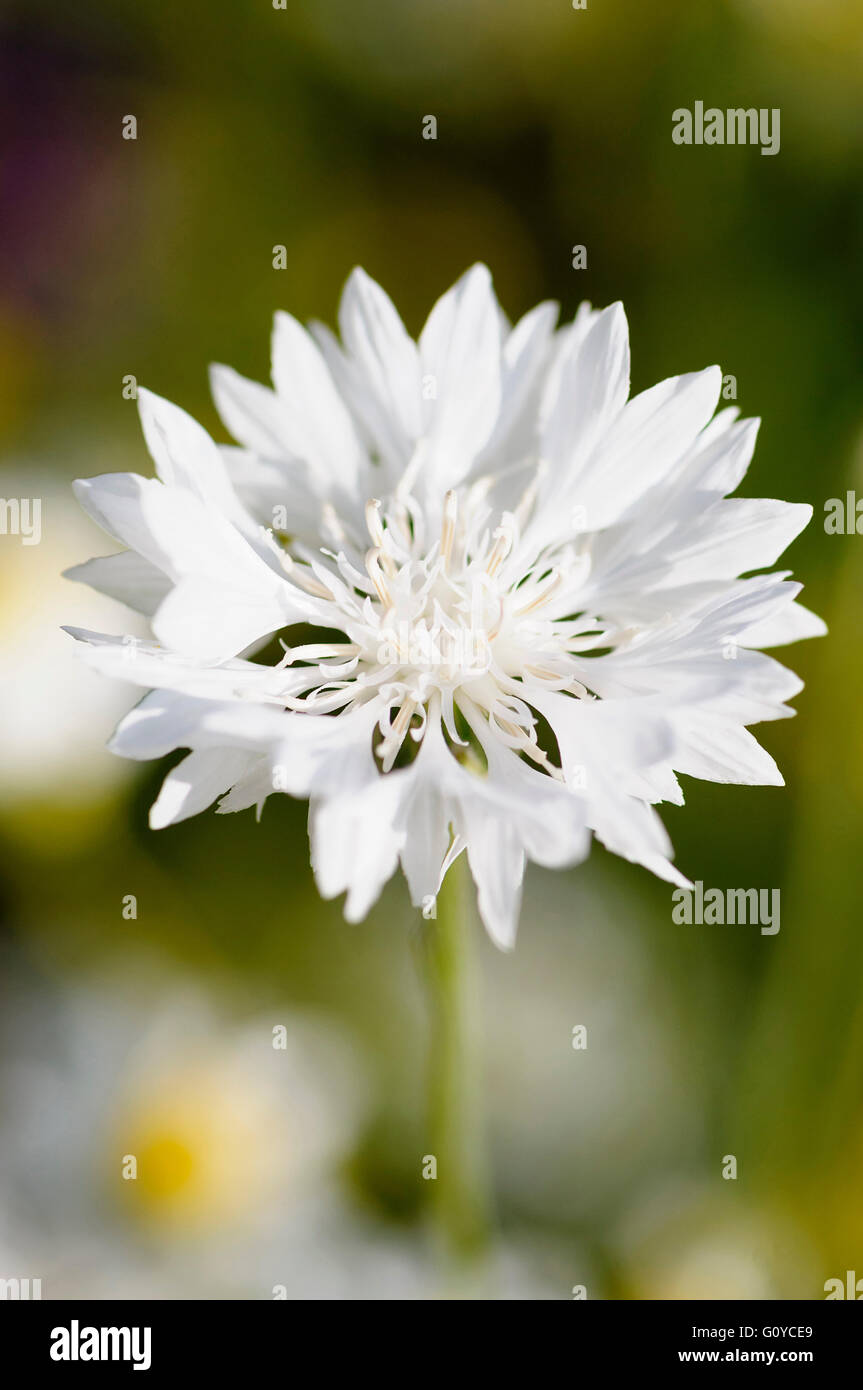 Kornblume Weiss Centaurea Centaurea Cyanus Sorte Geschaftsbericht Naturliche Schonheit Farbe Cottage Gartenpflanze Kulinarische Verwendet Delicate Essbar Blume Sommer Blute Frosthart Growing Krauter Natur Outdoor Pflanze Stamen Weiss