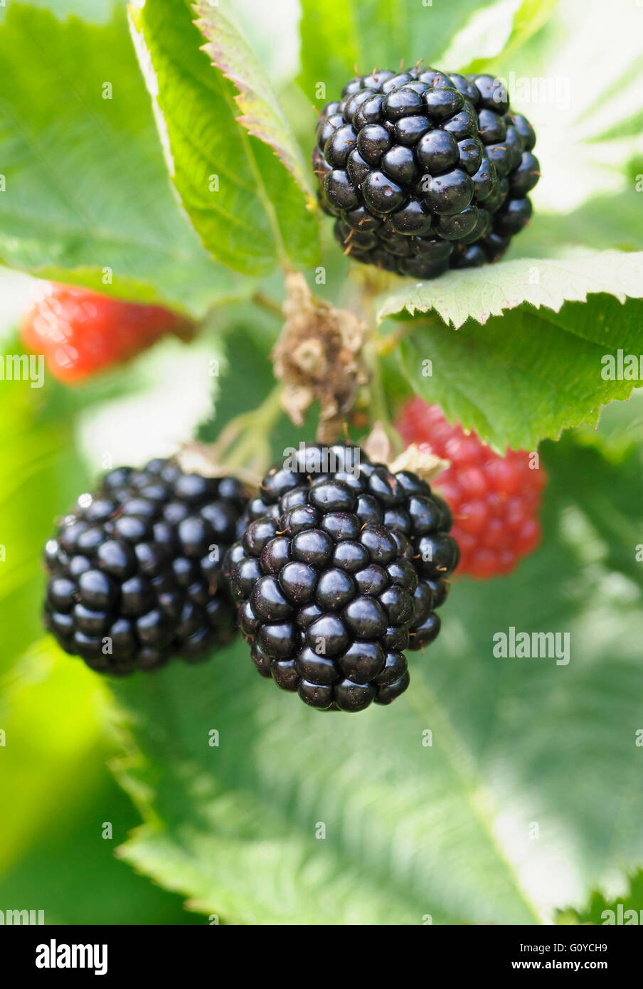 BlackBerry "Triple Crown", Rubus, Rubus Fruticosus "Triple Crown", Schönheit in Natur, Beere, Farbe, essbar, Sommer blühen, & trinken, Essen und trinken, frisch, frosthart, Obst, Herbst Fruchtkörper, Sommer Fruchtkörper, Growing, Natur, Outdoor, Pflanze, Strauch, Thornless, schwarz, grün, Stockfoto