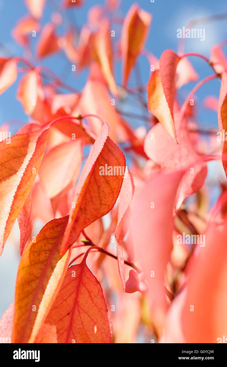 Spindel-Baum, Euonymus, Euonymus Bungeanus 'Fireflame', Schönheit in der Natur, Farbe, kreativ, Abfallung, Frühling Blüte, Laub, Frost winterhart, Herbst Fruchtkörper, Growing, Natur, Outdoor, Pflanze, Strauch, Baum, ungewöhnliche Pflanze, rot, Stockfoto