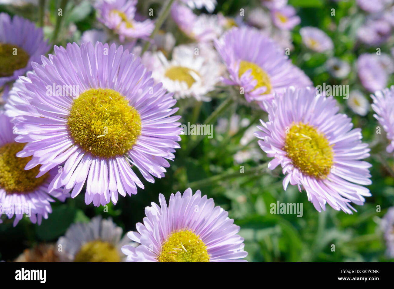 Berufkraut, Erigeron, Erigeron "Wohlstand", Herbst, Schönheit in der Natur, Farbe, kreativ, Blume, Blüte Saison Sommer blühend, frosthart, Growing, Outdoor, mehrjährige Pflanze, Pflanze, Stamen, Mauve, Stockfoto