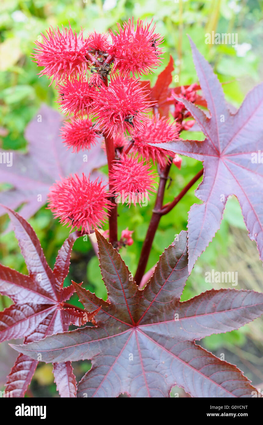 Rizinusöl Pflanze, Ricinus, Ricinus Communis, Geschäftsbericht, Schönheit in der Natur, Farbe, Blume, Sommer blühend, Frost zart, Growing, Kraut, medizinische Anwendungen, Nord-Ost-Afrika einheimisch, Outdoor, mehrjährige Pflanze, Pflanze, Poison, Stamen, ungewöhnliche Pflanzen, Westasien Einheimische, wilde Blume, rot, Stockfoto