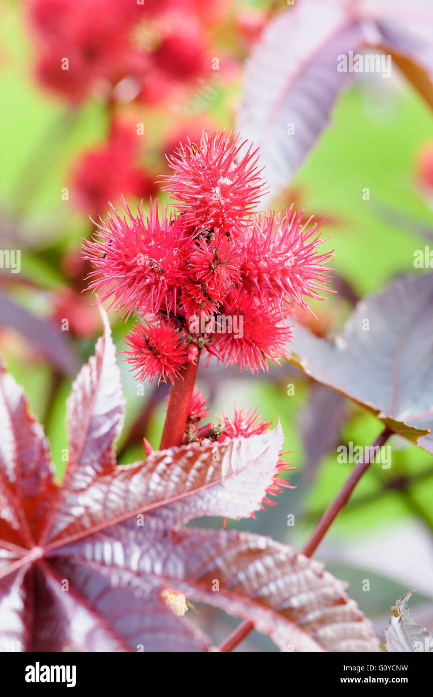 Rizinusöl Pflanze, Ricinus, Ricinus Communis, jährliche, Schönheit in der Natur, Farbe, Sommer blühend, Frost zart, Growing, Kraut, medizinische Anwendungen, Nord-Ost-Afrika einheimisch, Outdoor, mehrjährige Pflanze, Pflanze, Poison, ungewöhnliche Pflanzen, Westasien Einheimische, wilde Blume, rot, Stockfoto