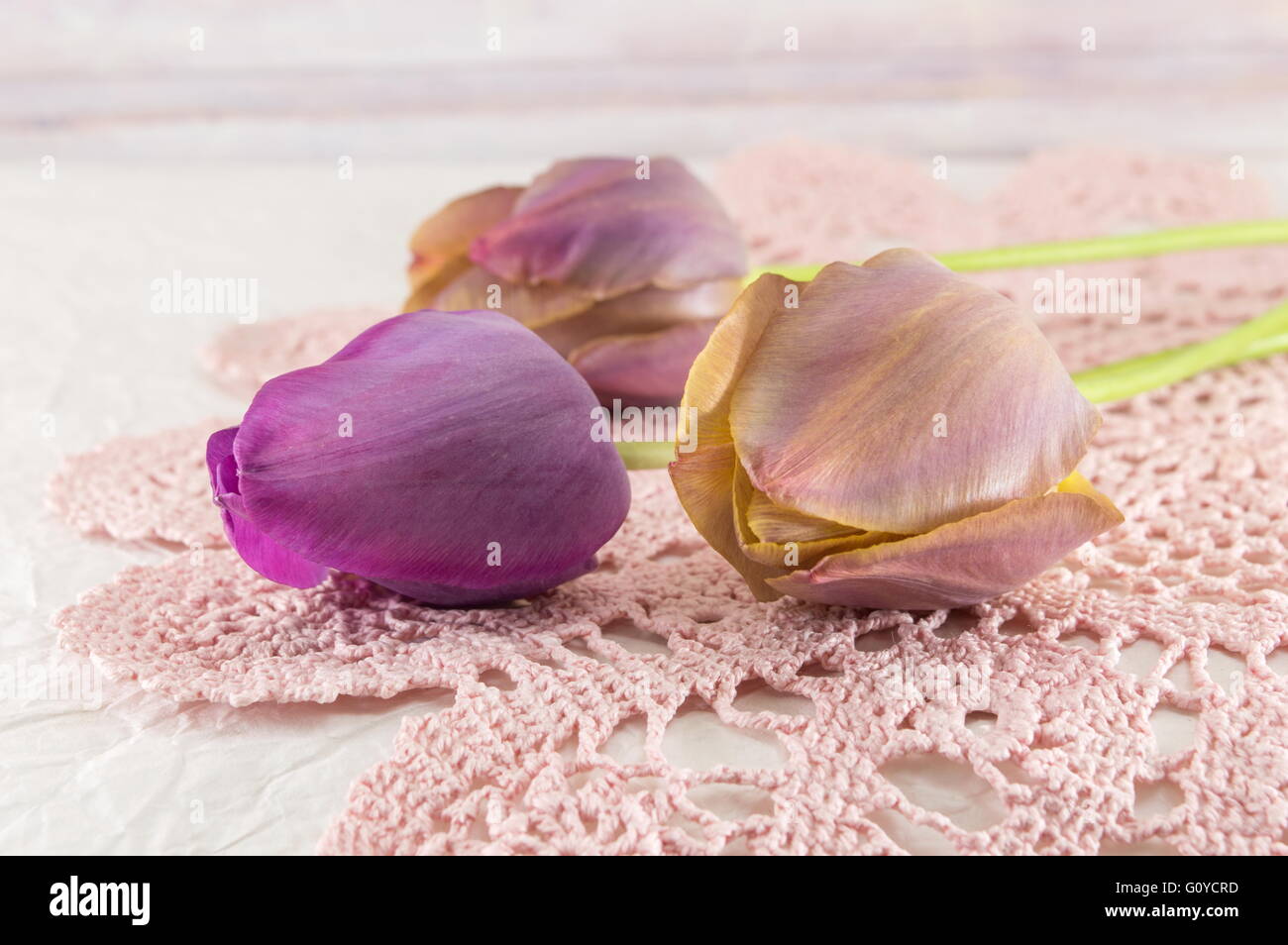Violette Tulpen auf rosa Gestrickte Textilien Stockfoto