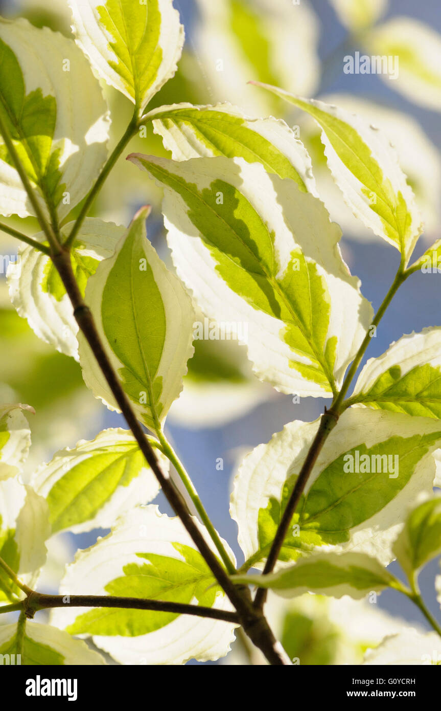 Hartriegel, Blüte Hartriegel, Cornus, Cornus Kousa 'Snowboy', Schönheit in Natur, Farbe, kreativ, Abfallung, Frühling Blüte, Laub, frosthart, Growing, Outdoor, Pflanze, Strauch, Szechuan Erdbeere "Snowboy", Baum, Variegated, grün, Stockfoto