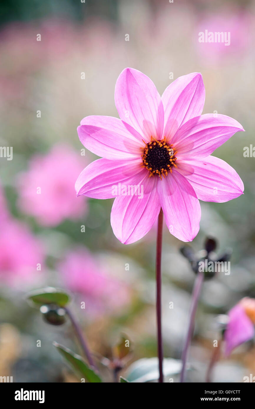Dahlie, Dahlia 'Magenta Star', Schönheit in der Natur, Glühbirne, Farbe, Cottage Garten Pflanze, Blume, Blüte Herbst, Sommer blühend, Frost Ausschreibung, Growing, Outdoor, Pflanze, Stamen, Knolle, rosa, Stockfoto