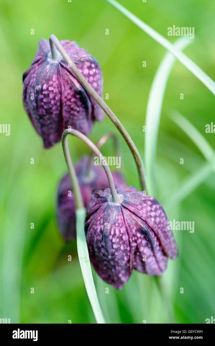 Fritillary, Schlange den Kopf Fritillary, Fritillaria, Fritillaria Meleagris, Schönheit in der Natur, Glühbirne, Farbe, Cottage Garten Pflanze, Europa indigene, Frühling Blüte, frosthart, Growing, Outdoor, Pflanze, ungewöhnliche Pflanze, wilde Blume, lila, grün, Stockfoto