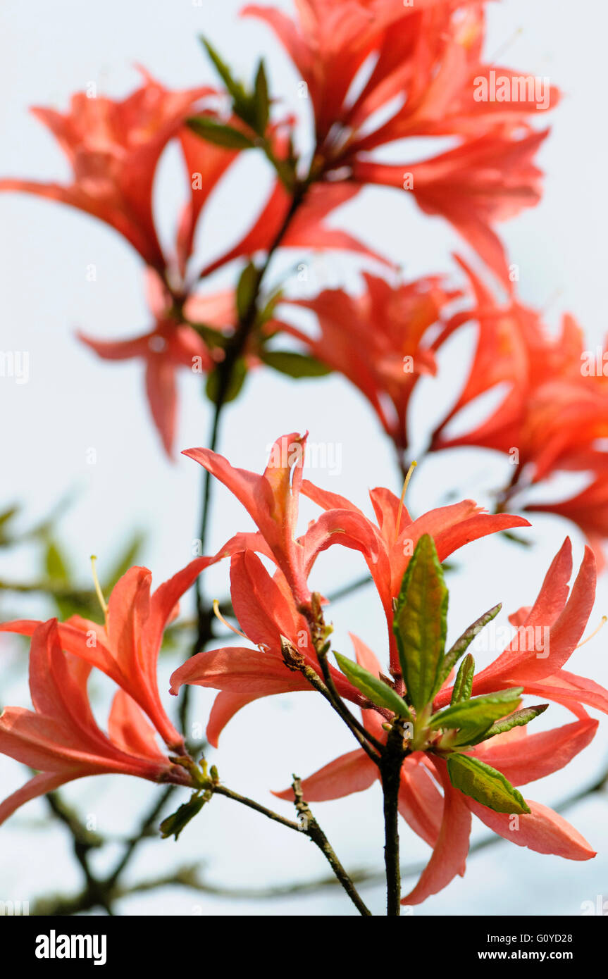 Azalee, Rhododendron Koster leuchtend rot, Schönheit in Farbe, Blume, Growing, Natur, Outdoor, Cottage Gartenpflanze, Evergreen, Frühjahr blühen, Frost winterhart, Pflanze, Strauch, rot, weiß, Stockfoto