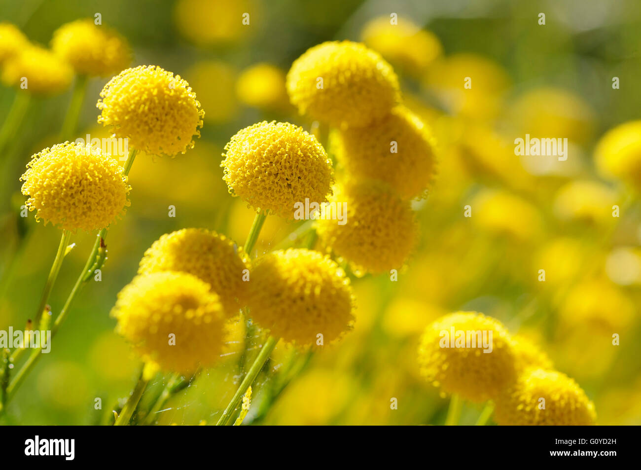 Baumwolle-Lavendel, Heiligenkraut, Heiligenkraut, Heiligenkraut Chamaecyparissus, natürliche Schönheit, Farbe, Cottage Gartenpflanze, kulinarische verwendet, essbar, Evergreen, Blume, Sommer Blüte frosthart, Boden Zypresse, Growing, Kraut, Heilige Kraut, graue Heiligenkraut, Lavendel Baumwolle, medizinisch verwendet, mediterranen indigene, Outdoor, Parfüm, zierliche Zypressen, Pflanze, Strauch, Stamen, nachhaltige Anlage, lebendige Farben, gelb, grün, Stockfoto