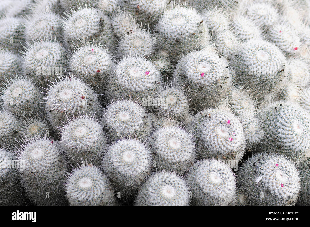 Kaktus, Nadelkissen Kaktus, Mammillaria, Mammillaria Bombycina, Schönheit in der Natur, Kaktus, Farbe, Wüste Pflanze, immergrün, Frühjahr blühen, Sommer blühend, Frost zart, Growing, Mammillaria Haageana Mexiko indigene, Outdoor, Pflanze, Spiky, wilde Blume, weiß, Stockfoto