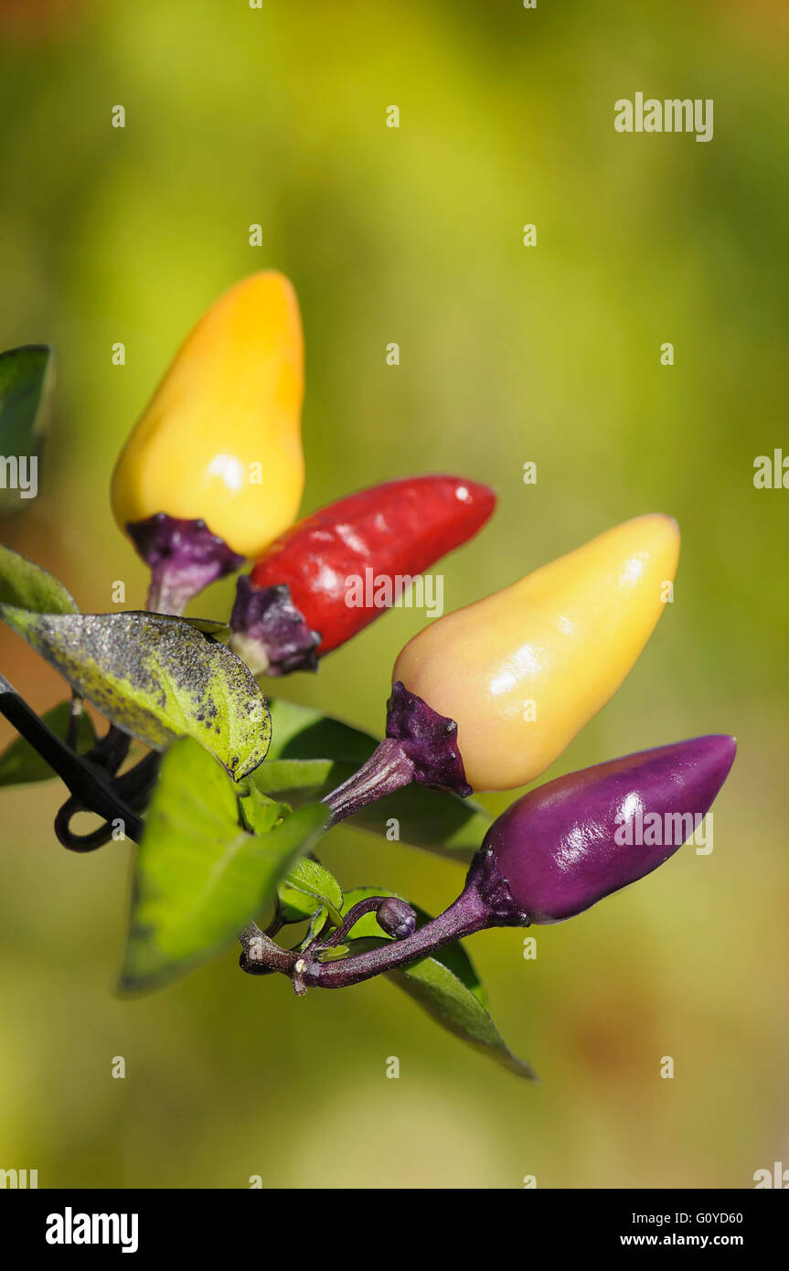 Chili, Fairy lights Chili, Paprika, Capsicum Annuum, ordentliche, Schönheit und Wellness in Chili, Farbe, Natur, kulinarische verwendet, essbar, Sommer blühen, & trinken, Essen und trinken, frisch, Frost zart, Sommer Fruchtkörper, Growing, Kraut, Outdoor, Pflanzen, Gewürz, Gemüse, gemischte Farben, grün, Stockfoto