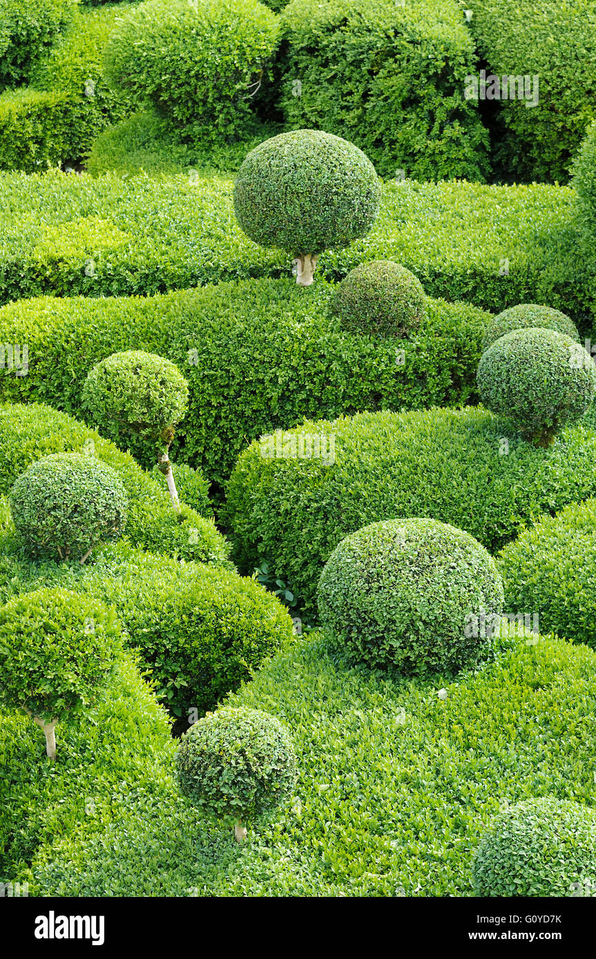 Box, Common, Buxus, Buxus Sempervirens, natürliche Schönheit, Buchsbaum, Farbe, kreativ, Europa indigene, Europäische Box, immergrünen Laub, frosthart, Growing, Outdoor, Pflanze, Strauch, wilde Pflanze, grün, Stockfoto