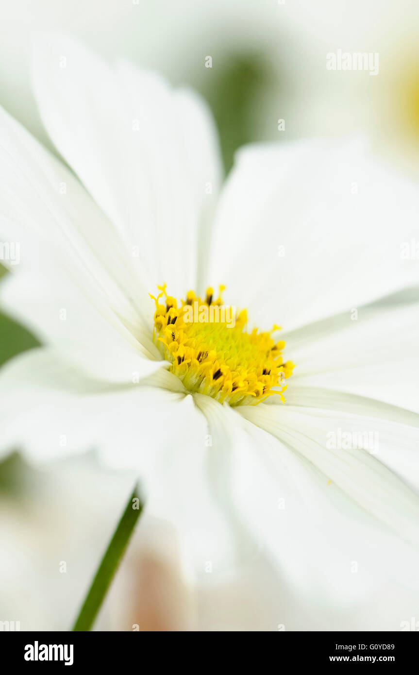 Kosmos, Cosmos Bipinnatus, Geschäftsbericht, natürliche Schönheit, Farbe, Creative, Blume, Blüte Herbst Sommer blühend, Frost zart, wachsende, mexikanische Aster, Mexiko indigene, Outdoor, mehrjährige Pflanze, Pflanze, Stamen, wilde Blume, weiß, Stockfoto