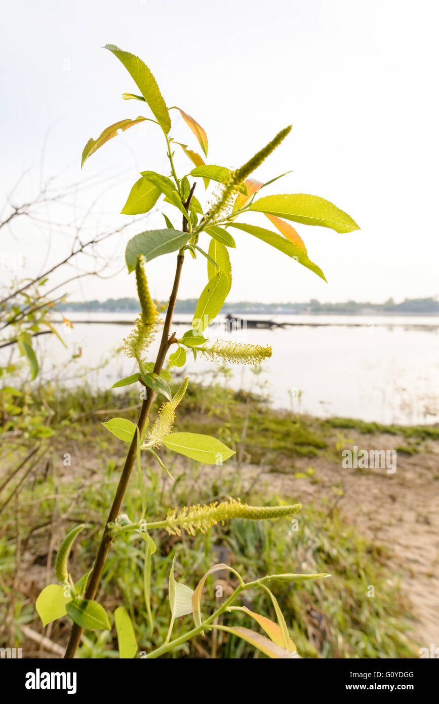 Eine starke Hintergrundbeleuchtung zeigt, dass die Transparenz der Trauerweide nahe dem See im Frühjahr Blätter Stockfoto