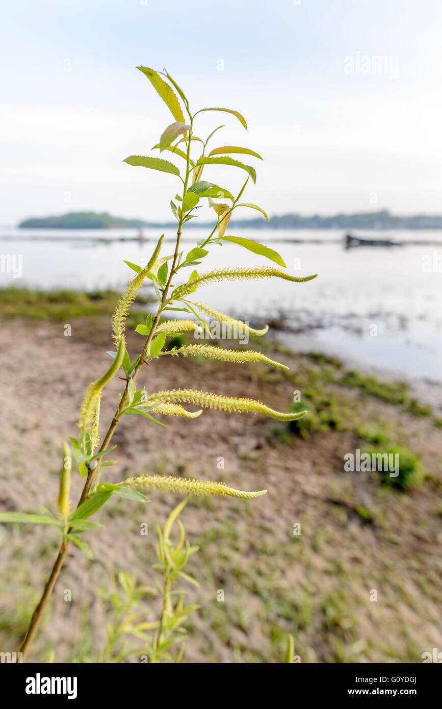 Eine starke Hintergrundbeleuchtung zeigt, dass die Transparenz der Trauerweide nahe dem See im Frühjahr Blätter Stockfoto