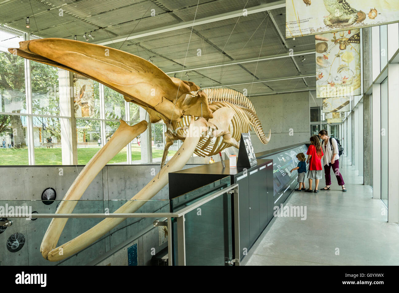 Blauwal Skelett, Beaty Biodiversität Museum, UBC, Vancouver, Britisch-Kolumbien, Kanada Stockfoto