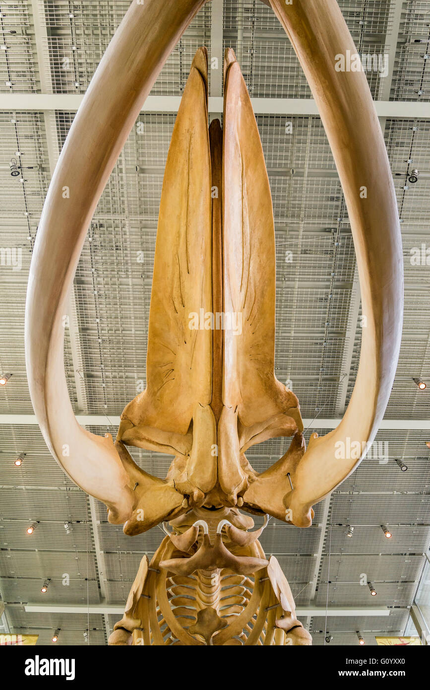 Blauwal Skelett, Beaty Biodiversität Museum, UBC, Vancouver, Britisch-Kolumbien, Kanada Stockfoto