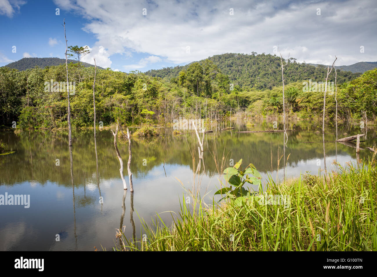 Sekundär- oder den letzten Regenwald Landschaft im Norden von Sabah, Malaysia Borneo. Stockfoto