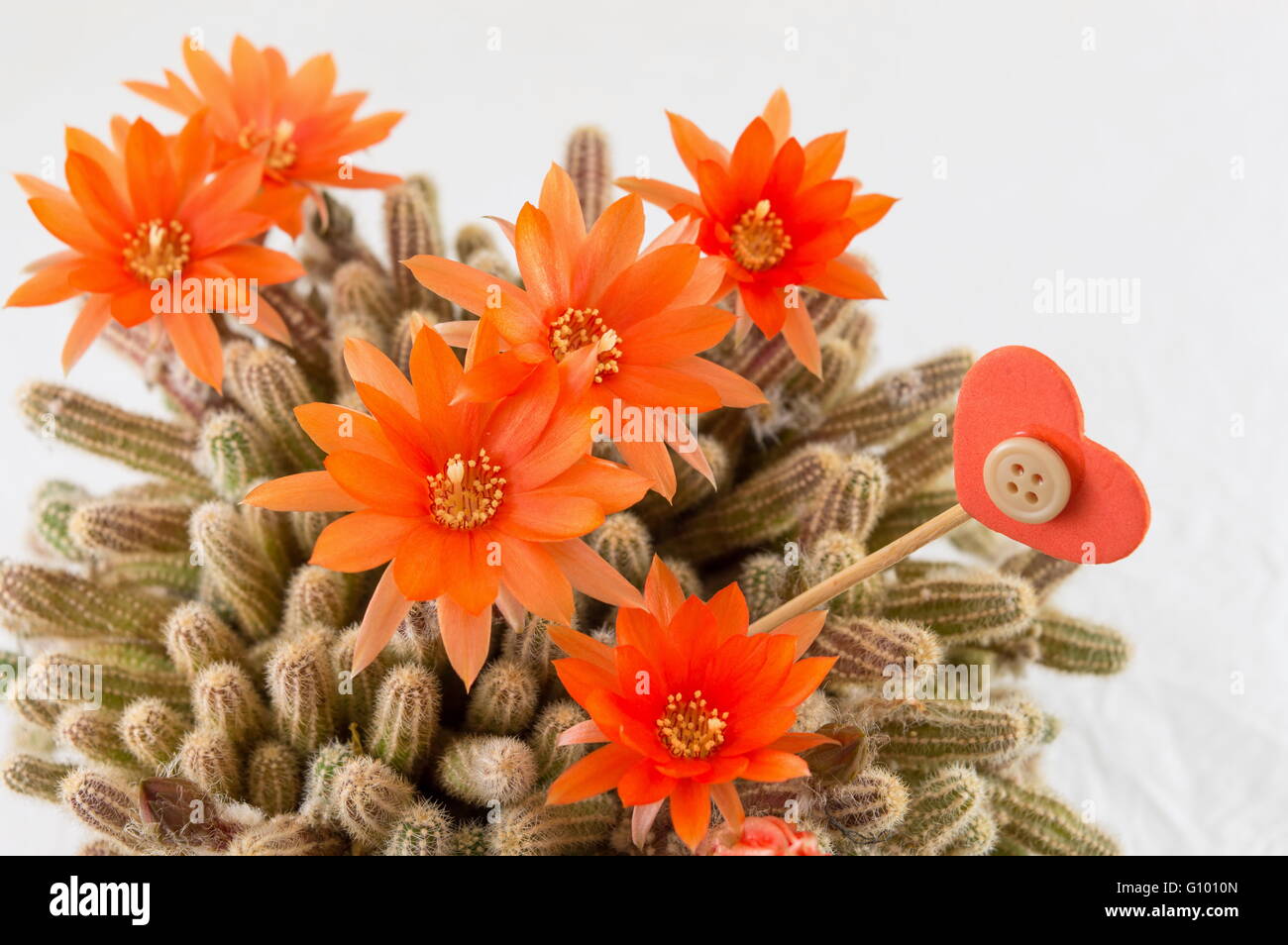 Echte einheimische orange Kaktusblüte auf weißem Hintergrund Stockfoto