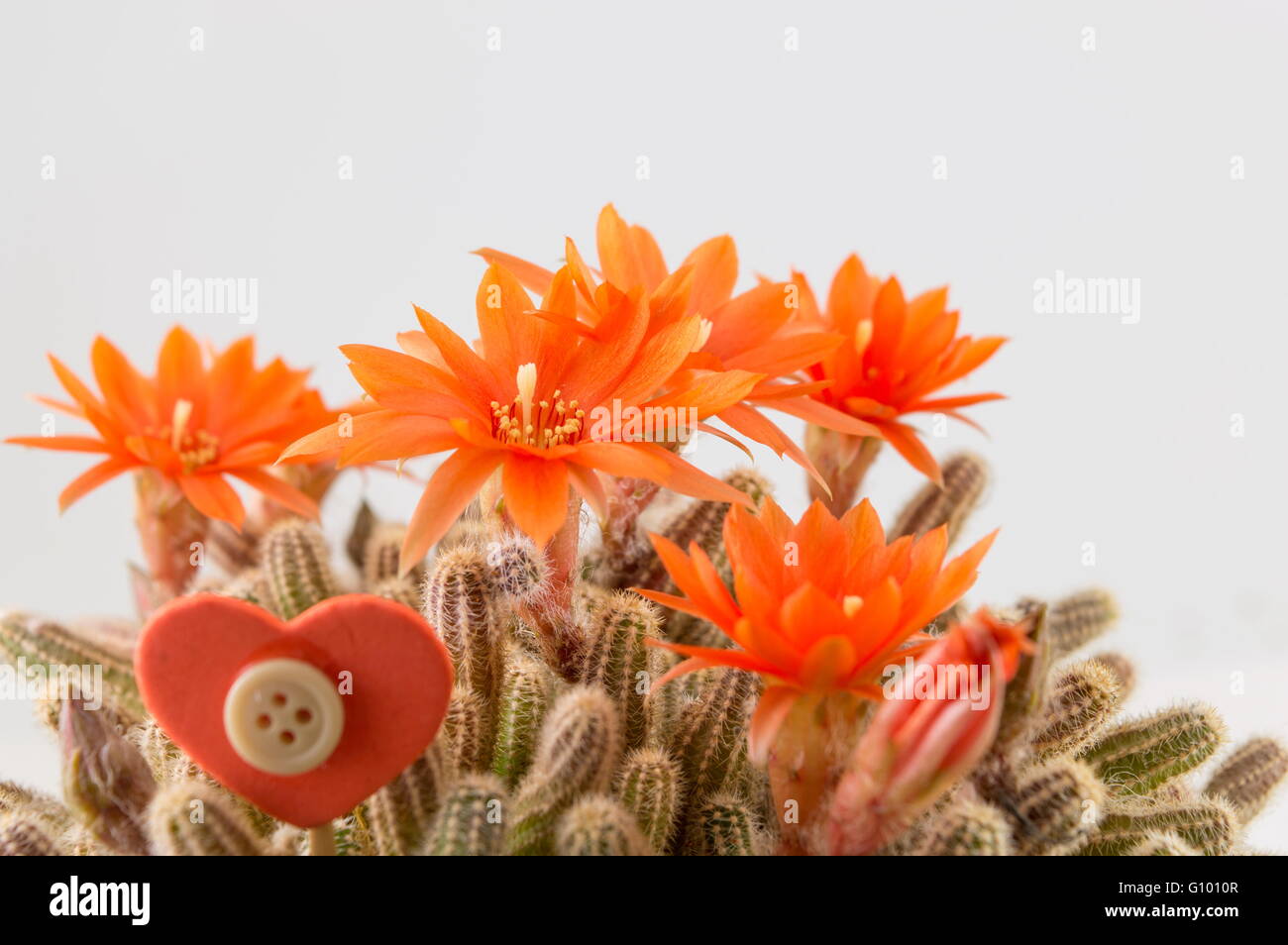 Echte einheimische orange Kaktusblüte auf weißem Hintergrund Stockfoto