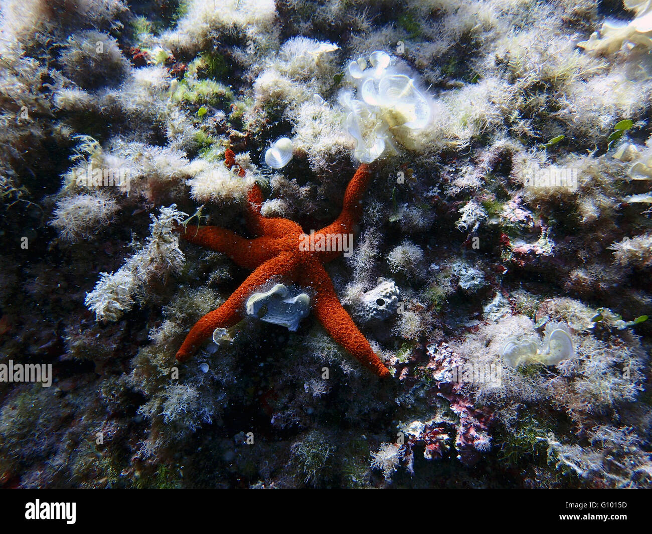 Stern am Fußgewölbe, Formentera, Balearen, Mittelmeer, Spanien zu sehen. Der Bogen bietet eine reiche, Freizeit Seenlandschaft. Es ist ein idealer Tauchplatz Ihre Tauchtechniken auffrischen oder einfach nur einen angenehmen Tauchgang genießen. Tauchen am Arch ist perfekt zum üben Ihre Tauchen-Technik, da tauchen auf allen Ebenen stattfinden kann: von 3 bis 15 Meter, mit einem progressiven Tiefe Gefälle. Der Bogen ist auch einer der besten Tauchplätze in Formentera für Einleitung Tauchgänge, wie freuen Sie sich auf einen spannenden Tauchgang in geringen Tiefen. Stockfoto