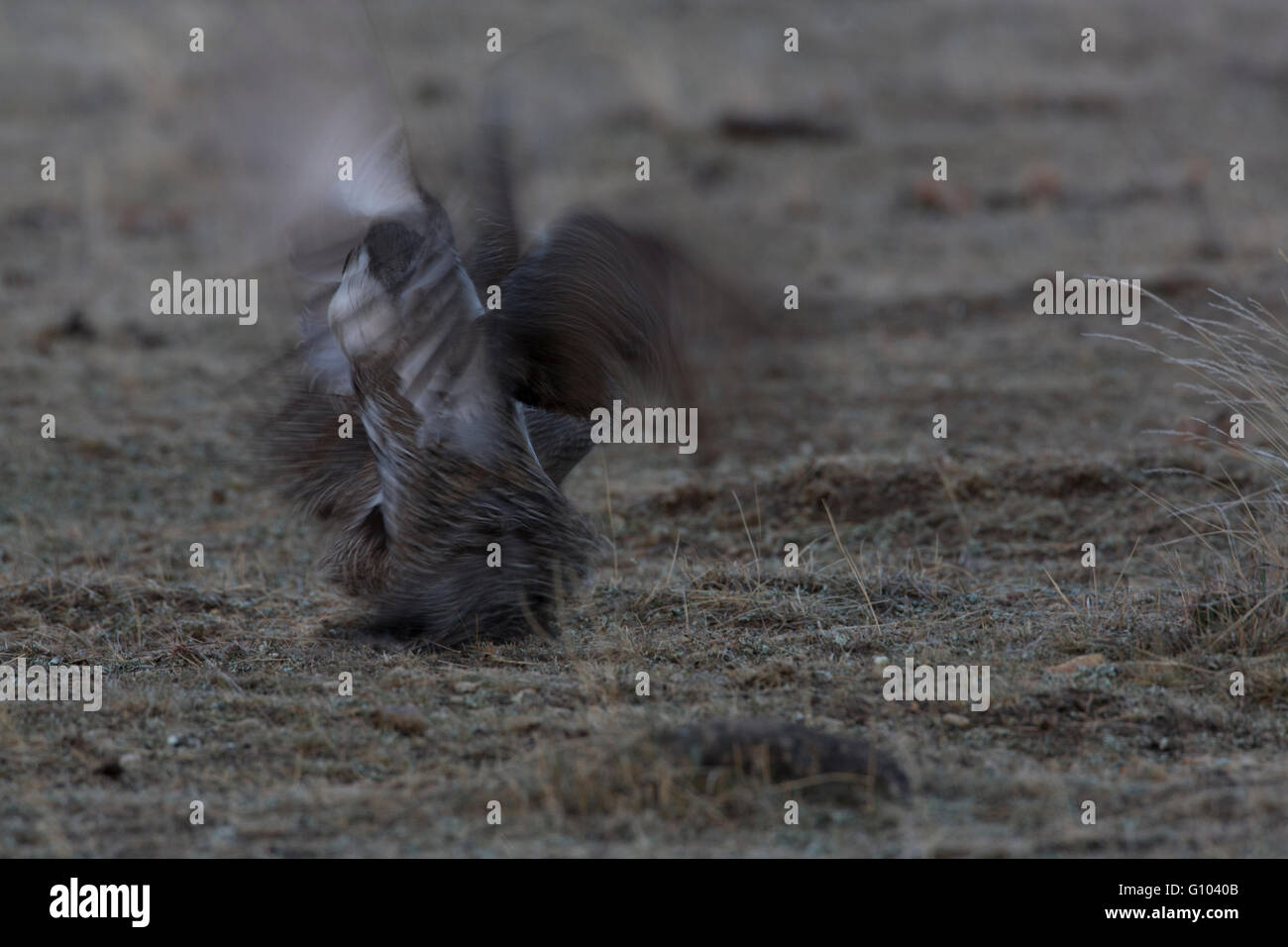 Ein paar Männer mehr Salbei-Moorhuhn (Centrocercus Urophasianus) auf einem Lek abzuwehren. Stockfoto