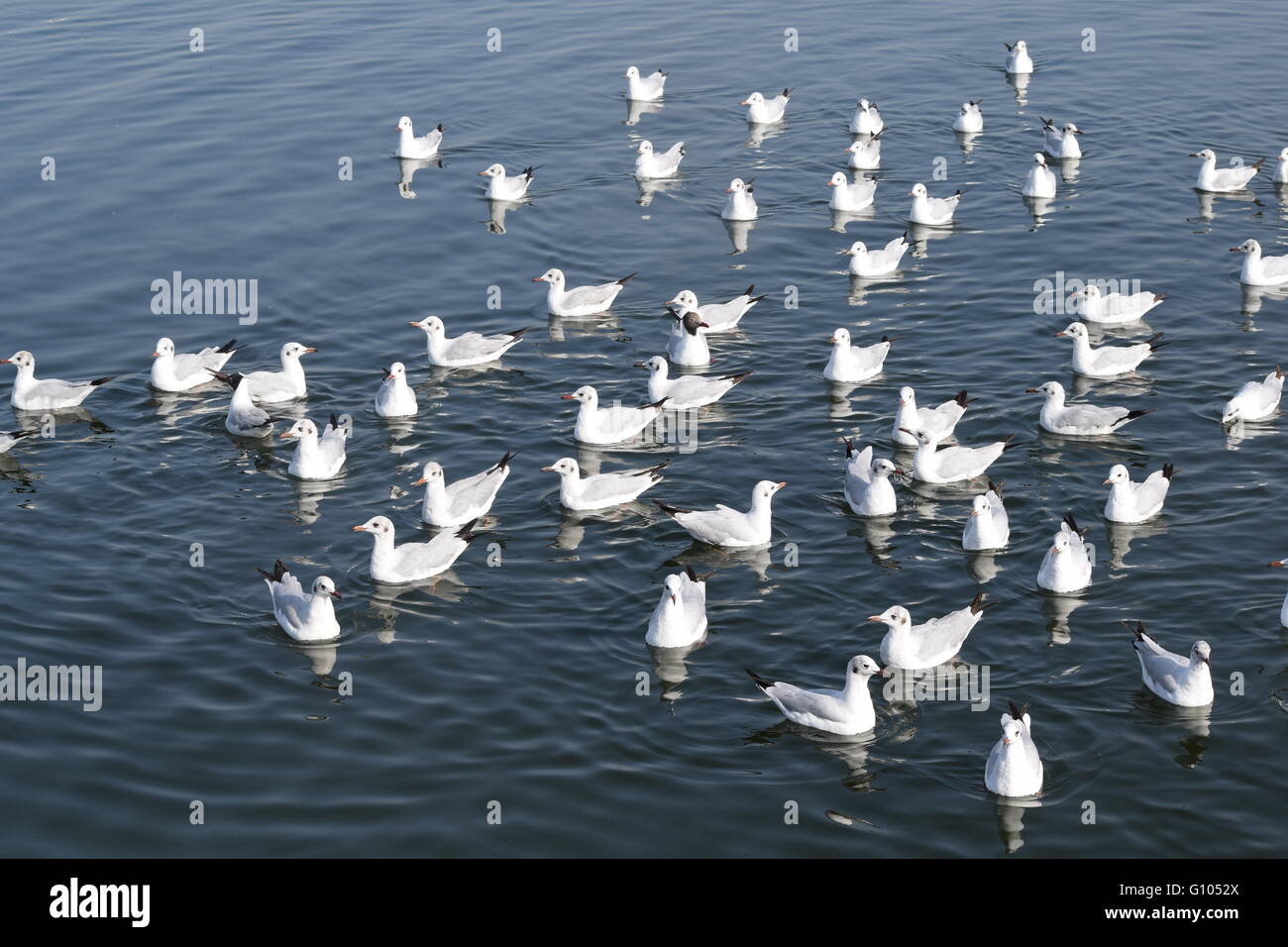 Flusses Tapi Surat, Morgen, wahre Schönheit, indische photogrsph Stockfoto