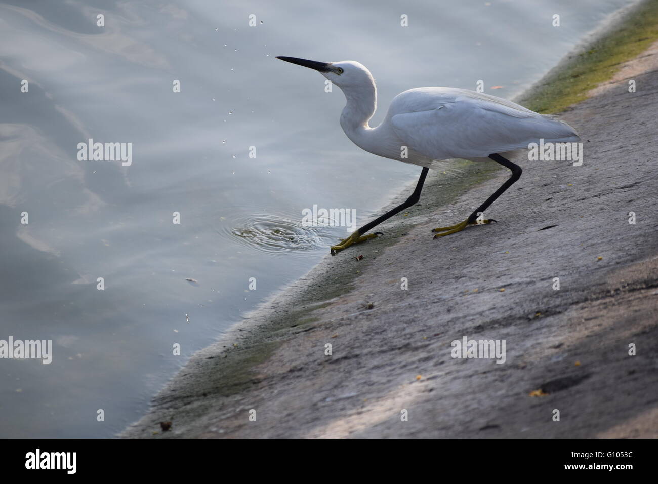 der Vogel wartete geduldig am Rande des Flusses, Stockfoto