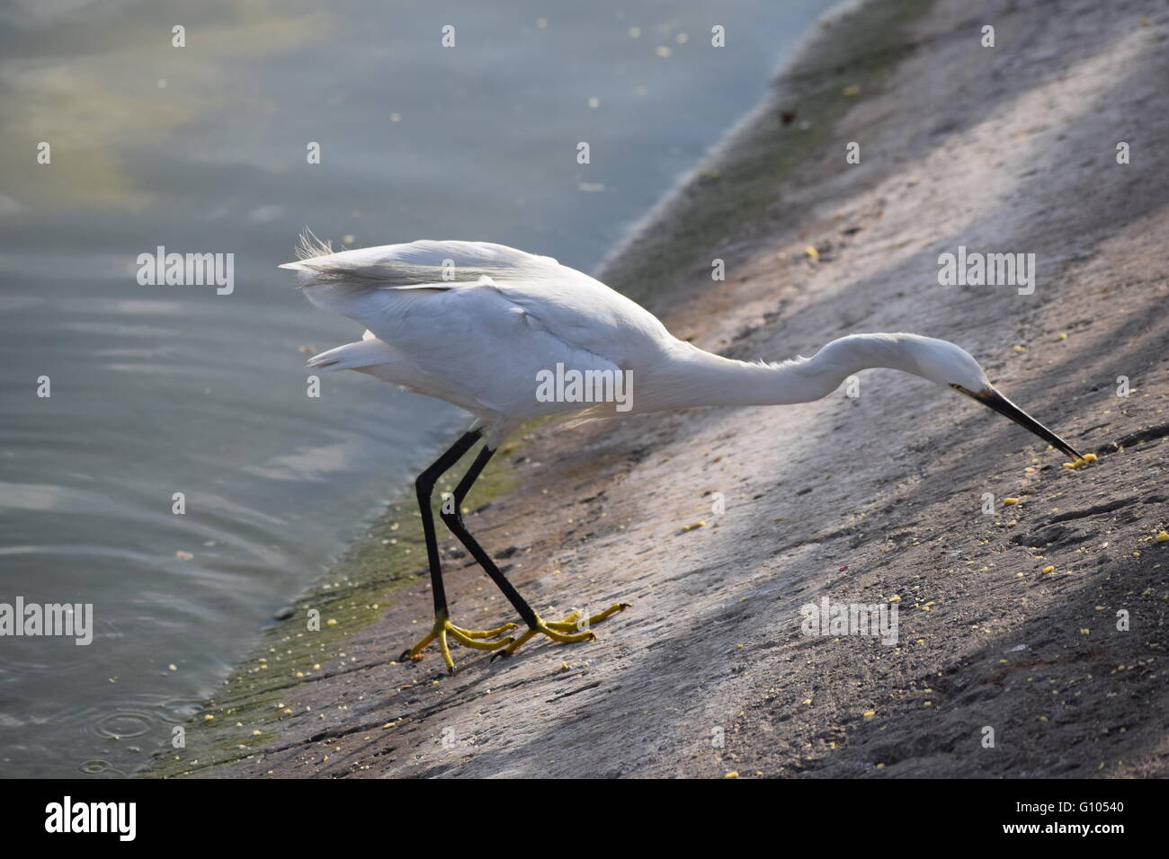 Vogel, warten geduldig auf den Rand des Flusses, die darauf warten, einen Fisch zu fangen Stockfoto