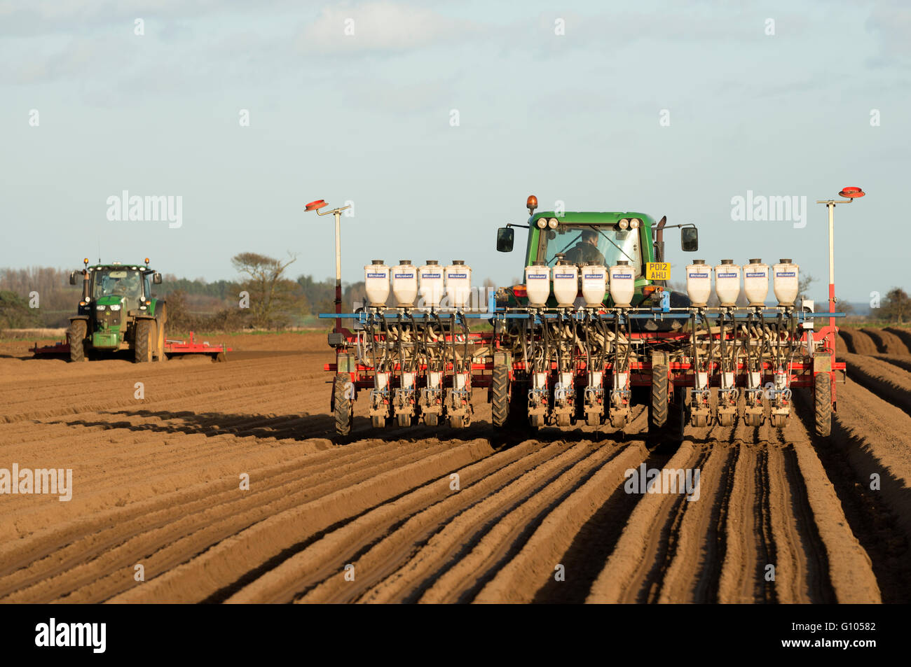 Karotte-Ernte gepflanzt, Alderton, Suffolk, UK. Stockfoto