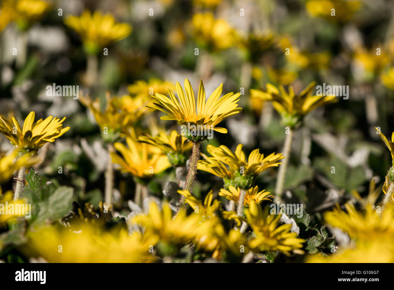 Mittlere Konzentration auf Blumen blühen im Laufe des Tages Stockfoto