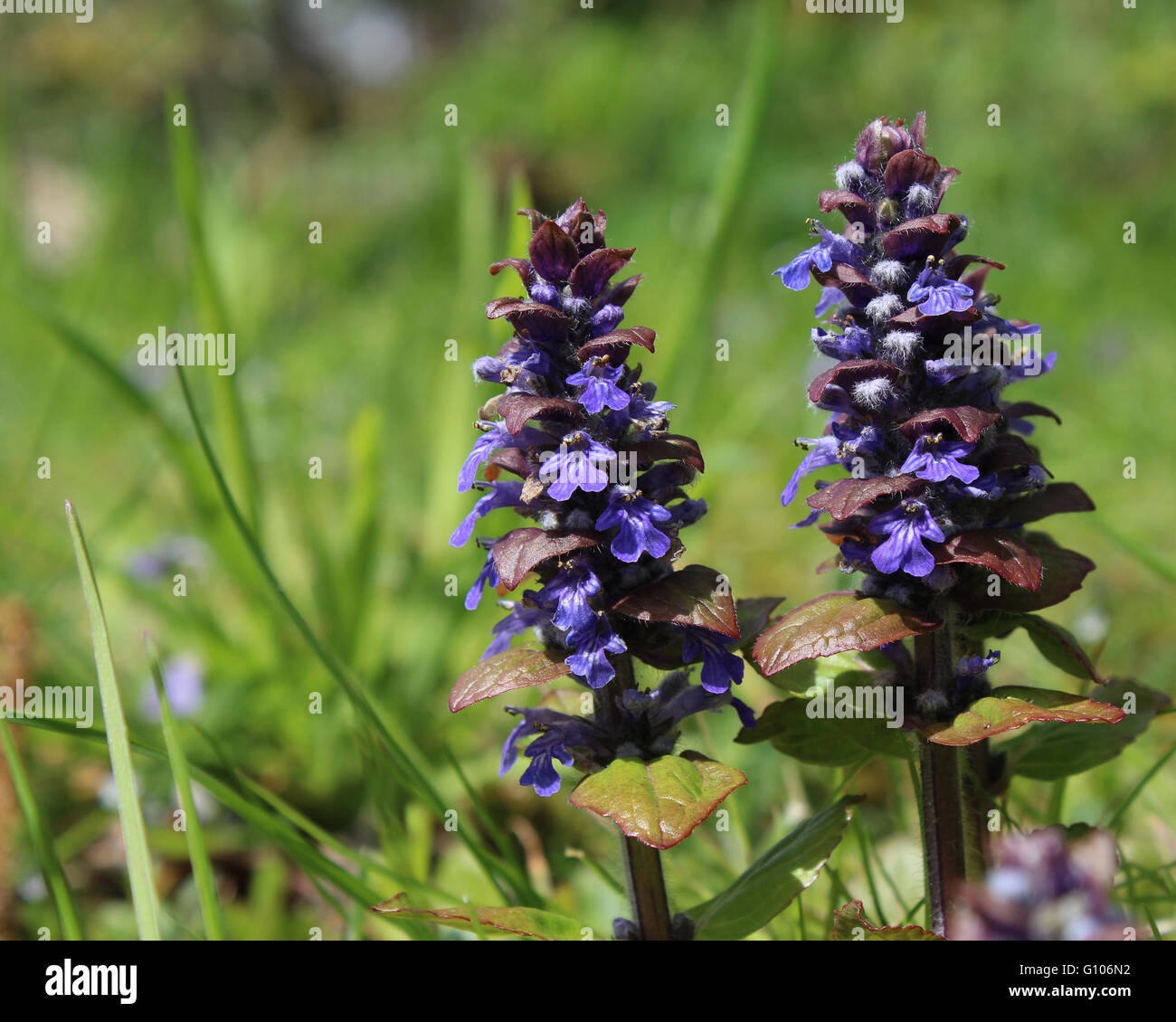 Die Blüten der Ajuga Reptans, allgemein bekannt als Signalhorn, Bugleweed oder Carpetweed. Eine krautige mehrjährige Pflanze in Europa heimisch. Stockfoto