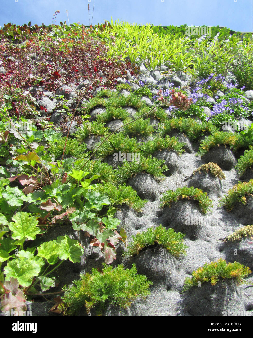 AALST, Belgien, 16. Juni 2015: Beispiel für eine "grüne Wand" oder einen vertikalen Garten ". Eine Wand mit Vegetation bedeckt. Stockfoto