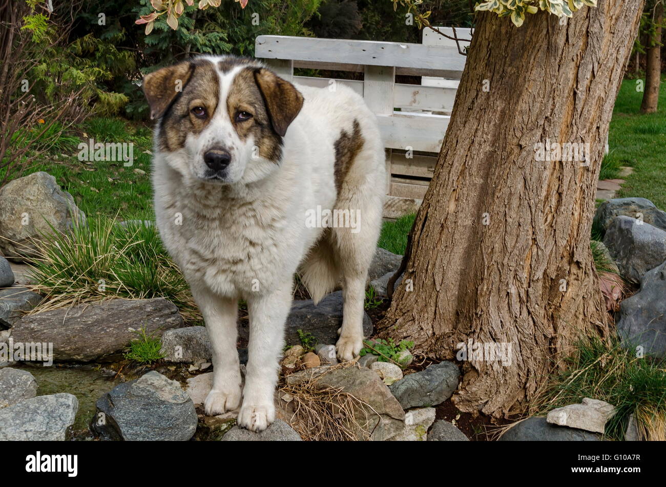 Herzlich Willkommen Besucher Schäferhund dam Pantscharevo, Bulgarien Stockfoto