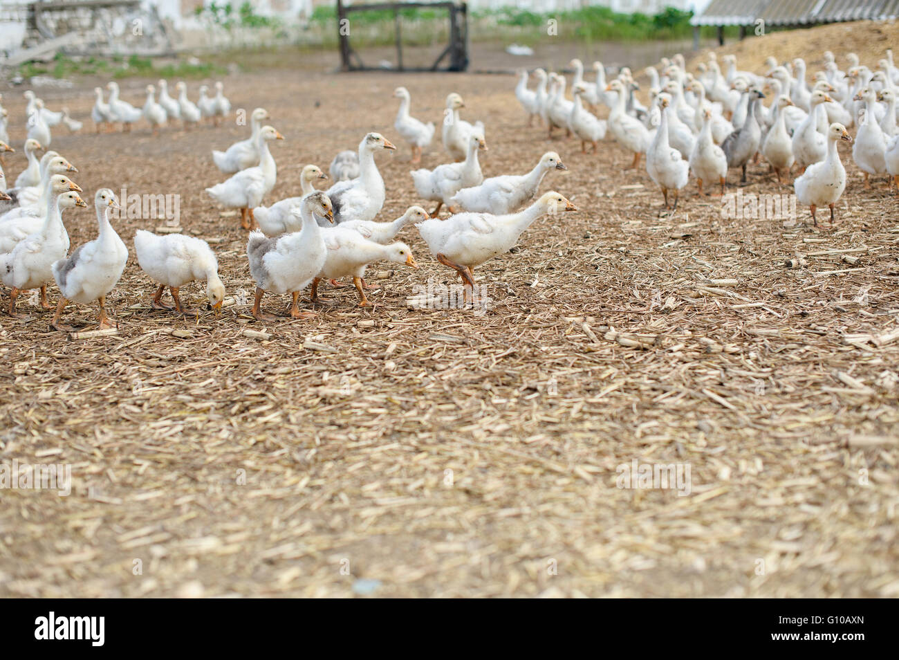 Goose Bauernhof. Es gibt viele junge Gänse in lokalen Farm. Stockfoto