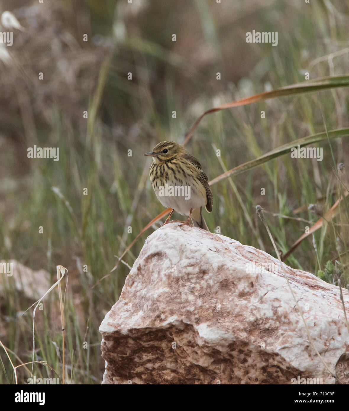 Baumpieper im Frühjahr Stockfoto