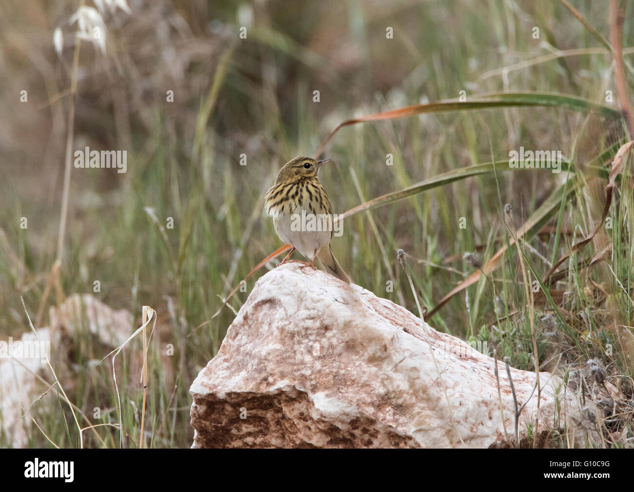 Baumpieper im Frühjahr Stockfoto
