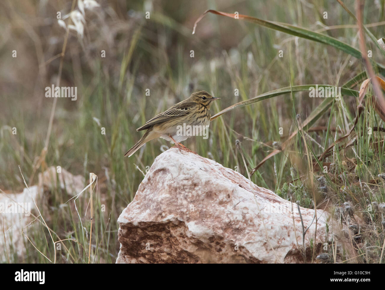 Baumpieper im Frühjahr Stockfoto