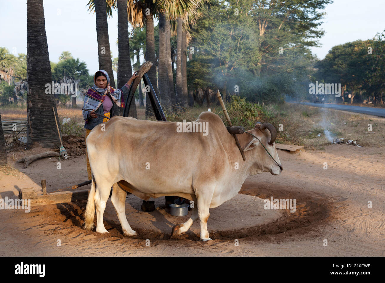 In Myanmar, eine grundlegende Erdnuß-Mühle durch ein Zebu geschleppt. Diese Art von Holzeinbauten kann von der Straße Bagan - Mount Popa gesehen. Stockfoto