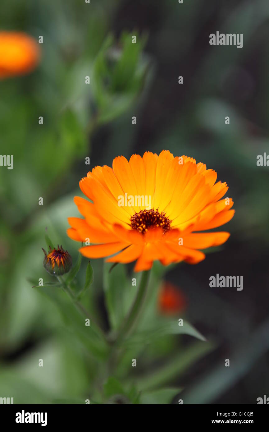 Orange Gerber Daisies in einem irischen Landschaftsgarten, Irland Stockfoto