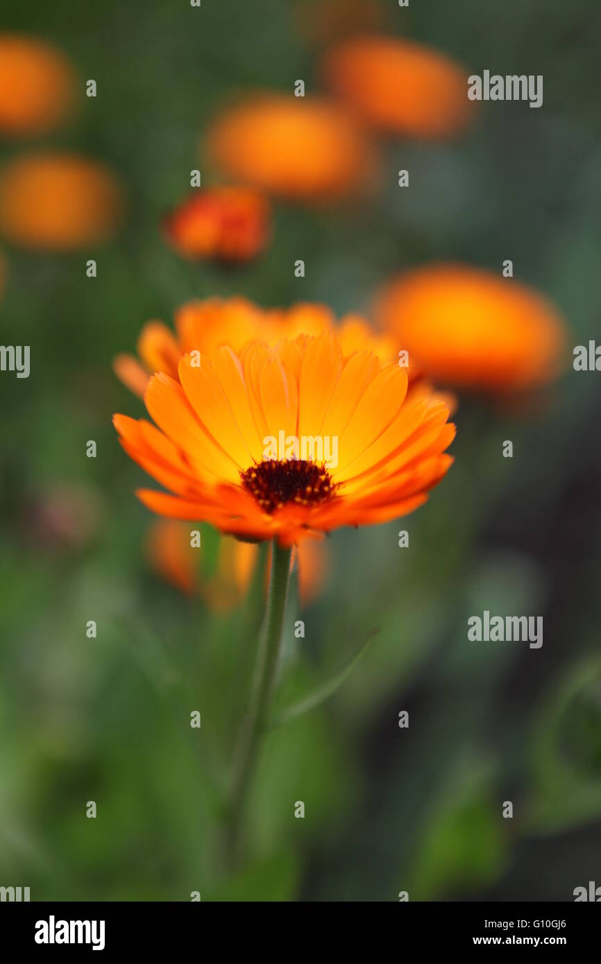 Orange Gerber Daisies in einem irischen Landschaftsgarten, Irland Stockfoto